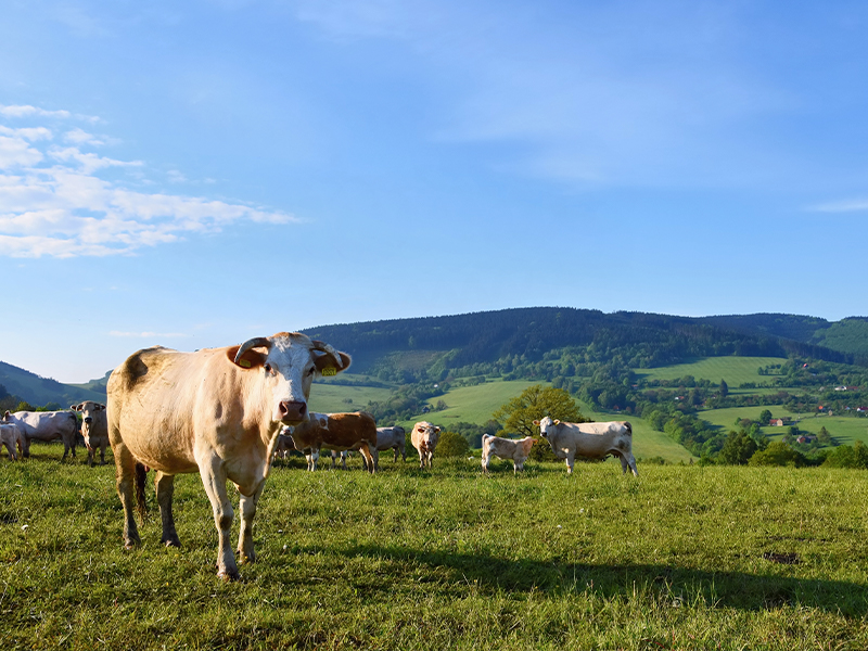 Consórcio para Sítios: Invista no Seu Espaço no Campo com Planejamento e Segurança